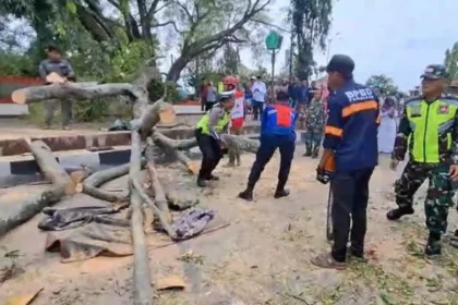 3 Korban Tewas Tertimpa Pohon Tumbang Saat Gelas Shalat Id