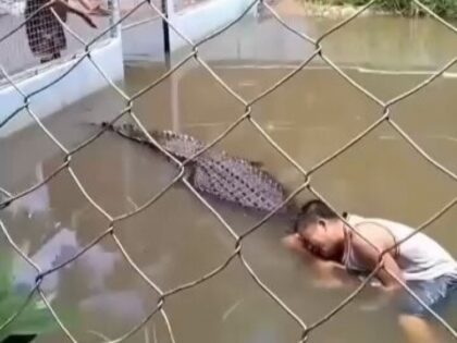 Heboh Pria Masuk ke Kandang Buaya dan Langsung Diterkam