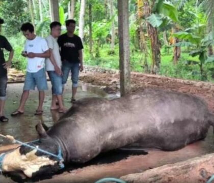 Sapi Kurban Milik Presiden Prabowo Mati Mendadak di Polewali Mandar Diduga Keracunan