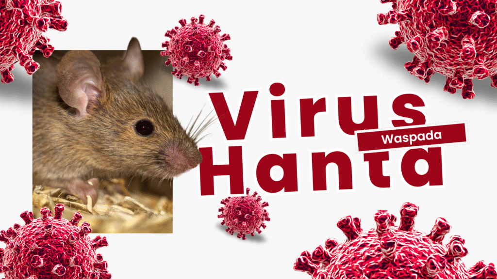Virus Hanta Mengintai: Ancaman Serius dari Tikus dan Bahaya yang Mengintai Sistem Pernapasan