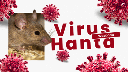 Virus Hanta Mengintai: Ancaman Serius dari Tikus dan Bahaya yang Mengintai Sistem Pernapasan
