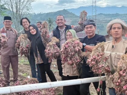 Gubernur Kaltara Tinjau Kebun Bawang Enrekang, Jajaki Kerja Sama Hortikultura Antar Daerah - bawang enrekang,Gubernur Kaltara - Gambar 794