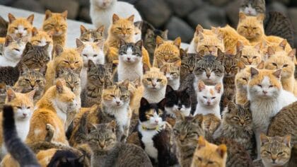 10 Negara dengan Populasi Kucing Peliharaan Terbanyak di Dunia, dari Amerika hingga Jepang - Kucing - Gambar 93