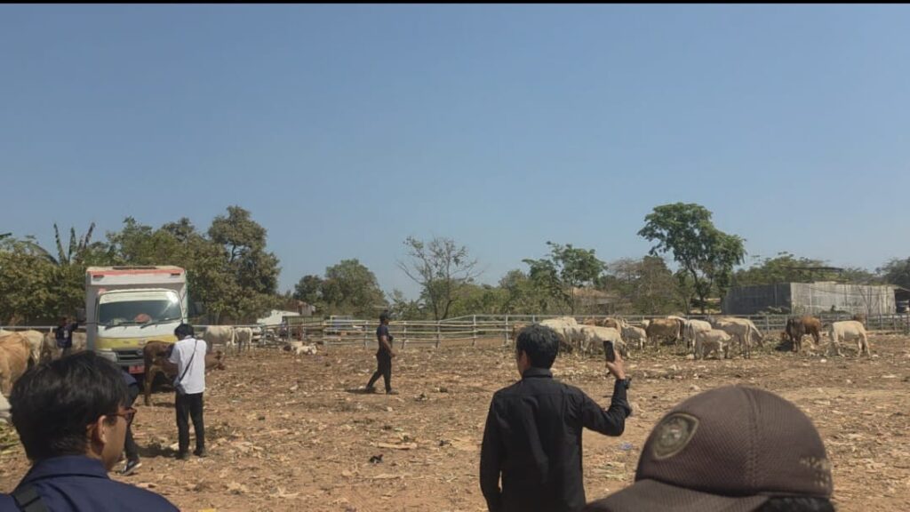 Sapi di TPA Tamangapa Makassar Dikandangkan, Sampah Organik Pasar Capai 30 Ton per Hari Jadi Pakan 1